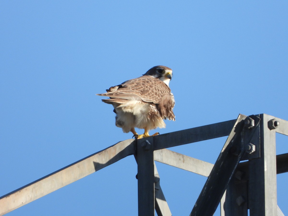 Prairie Falcon - ML412159521