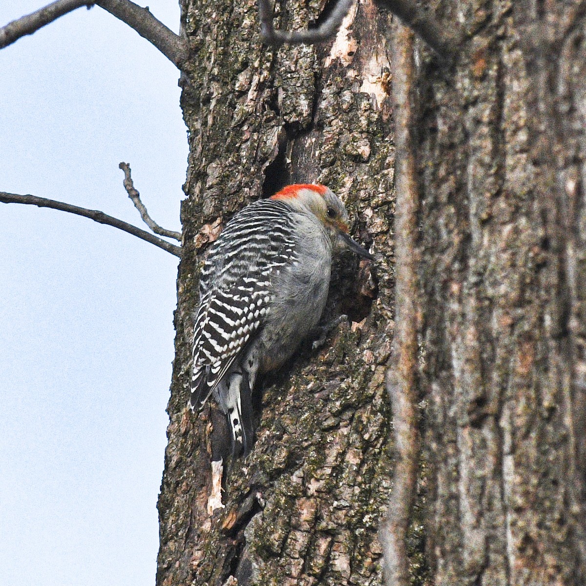 Red-bellied Woodpecker - ML412161051