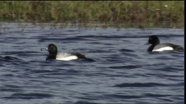 Greater Scaup - ML412162
