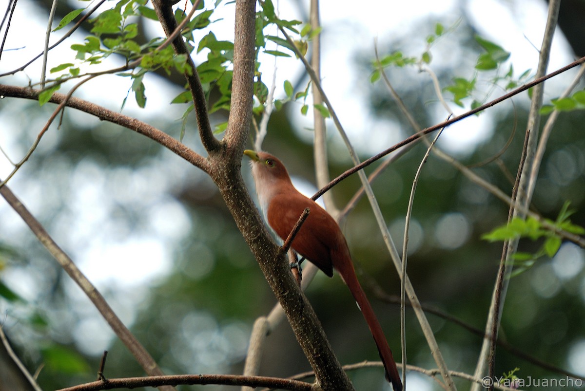 Squirrel Cuckoo - ML412165281