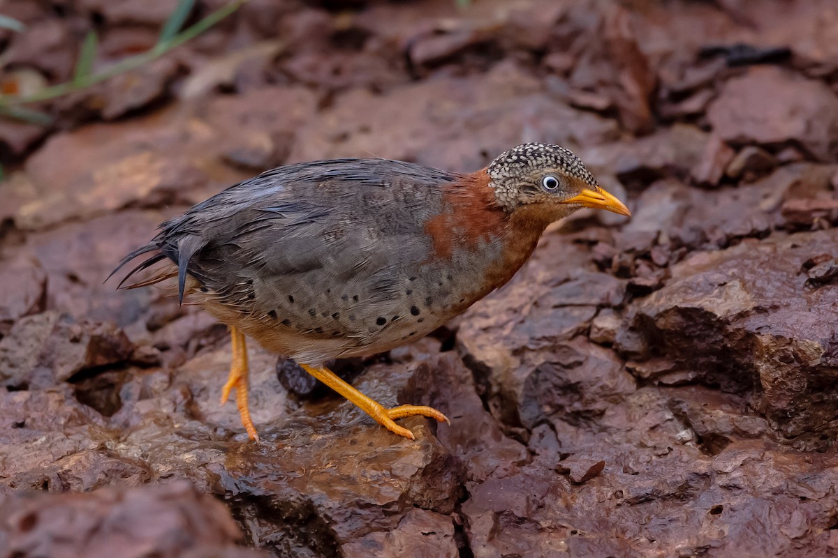 Yellow-legged Buttonquail - ML412167671