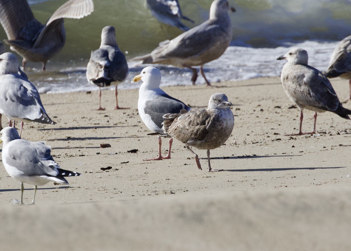 Lesser Black-backed Gull - ML412168981