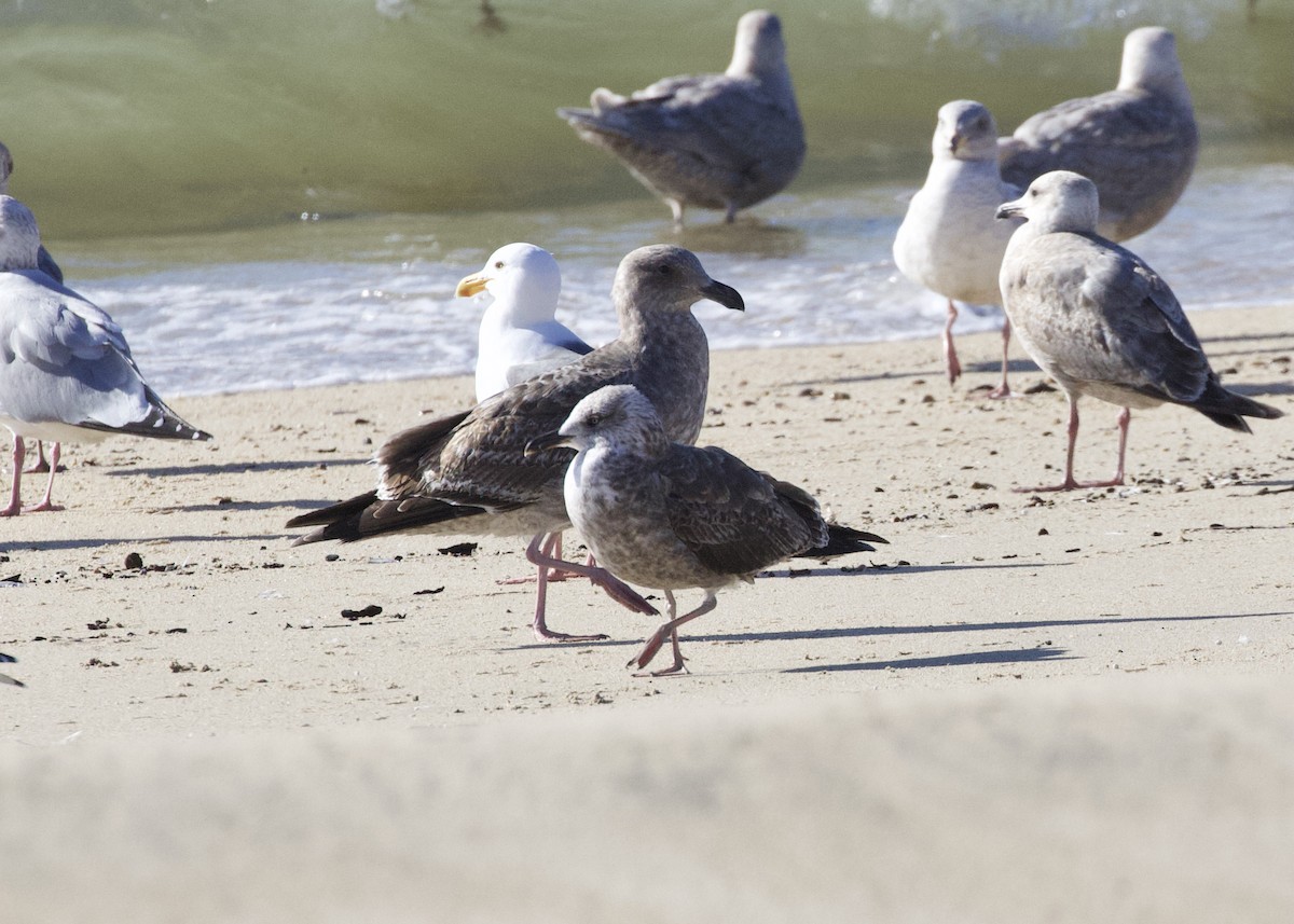 Lesser Black-backed Gull - ML412168991