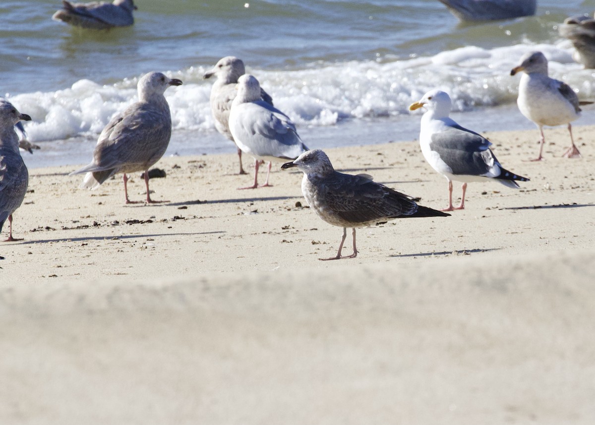 Lesser Black-backed Gull - ML412169001