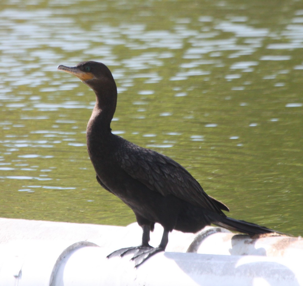 Cormoran vigua - ML41216921