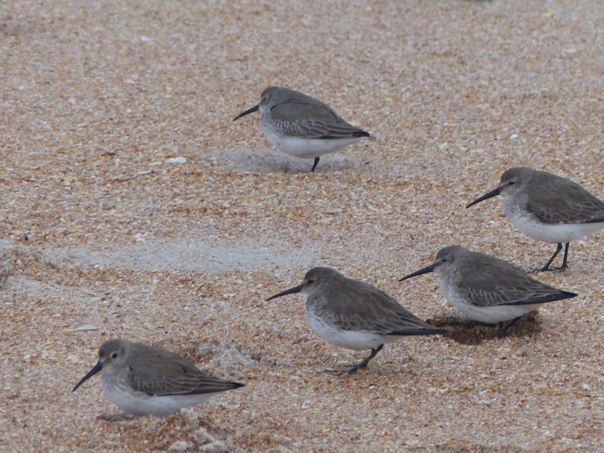 Dunlin - ML412169391