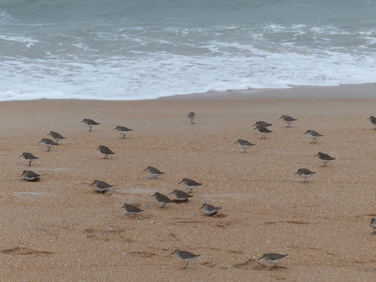 Dunlin - ML412169401