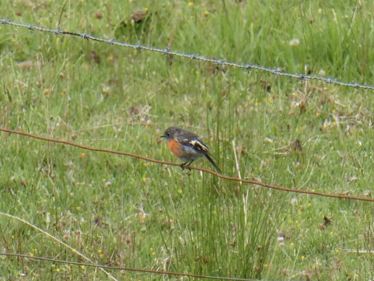 Scarlet Robin - Keith Morris