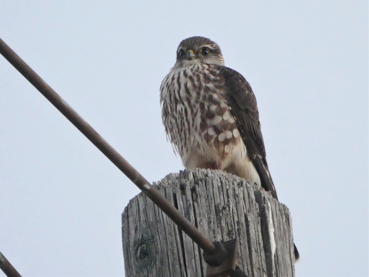 Підсоколик малий (підвид columbarius) - ML412170741