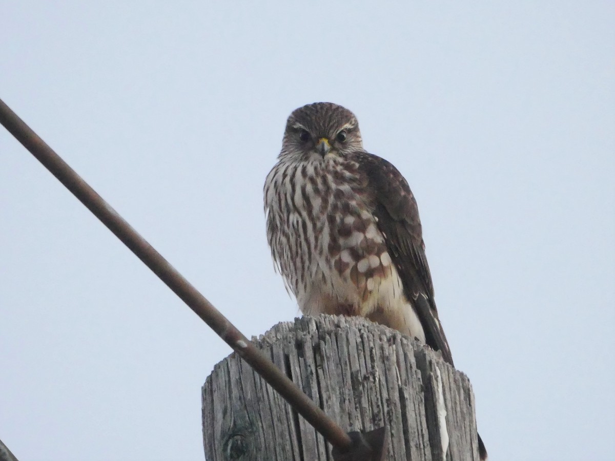 Merlin (columbarius) - ML412170751