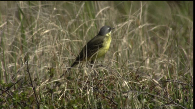 Eastern Yellow Wagtail (Eastern) - ML412172