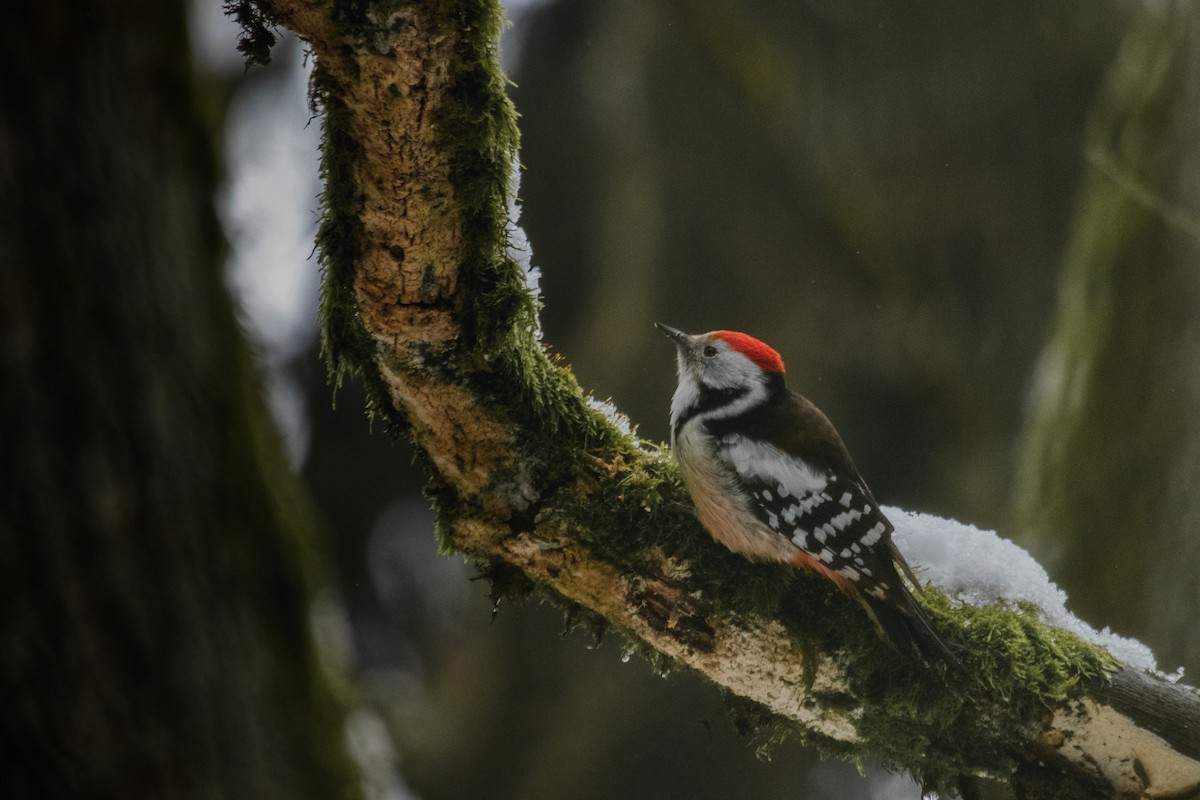 Middle Spotted Woodpecker - ML412174651