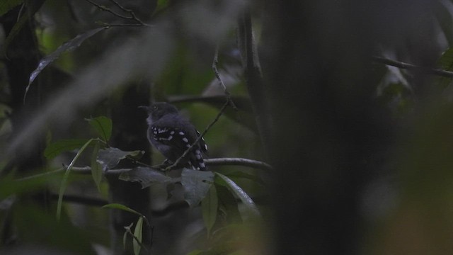 Pearly Antshrike - ML412175501