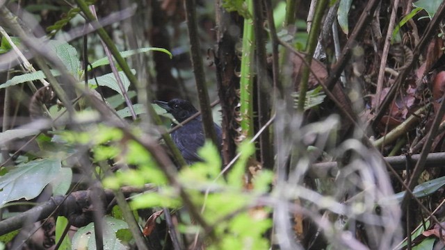 Black Bushbird - ML412175671