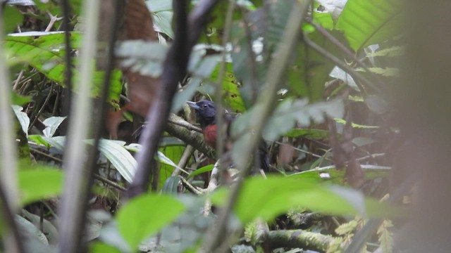 Black Bushbird - ML412175721