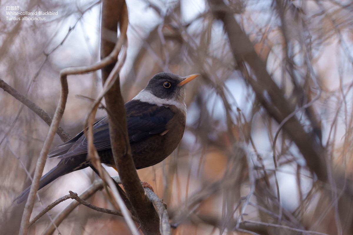 White-collared Blackbird - ML412176721