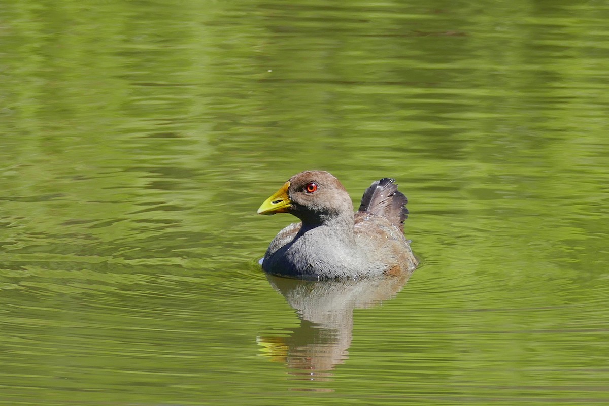 Tasmanian Nativehen - Margot Oorebeek