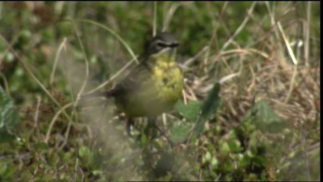 Eastern Yellow Wagtail (Eastern) - ML412178