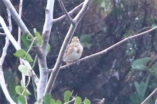 Rustic Bunting - ML412178981