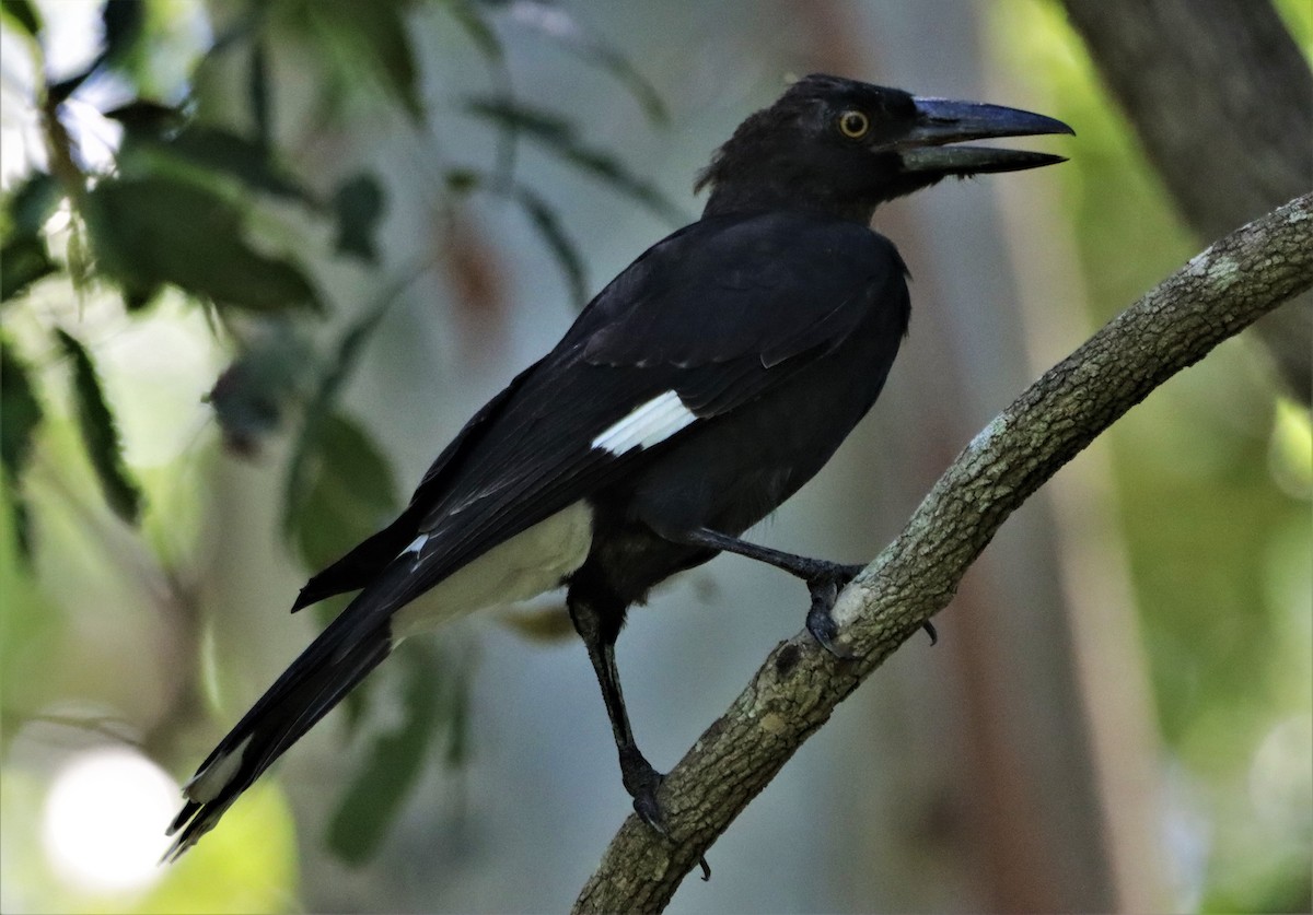 Pied Currawong - ML412179391