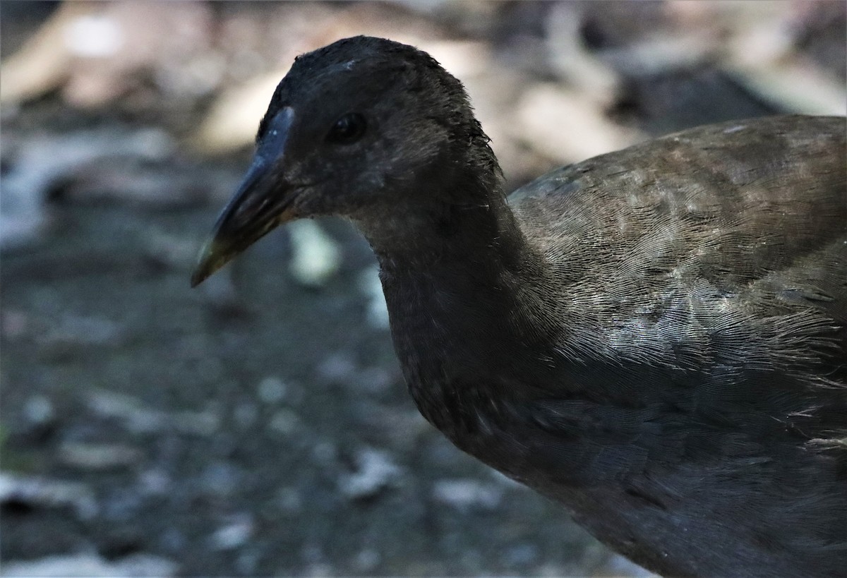Dusky Moorhen - ML412179491