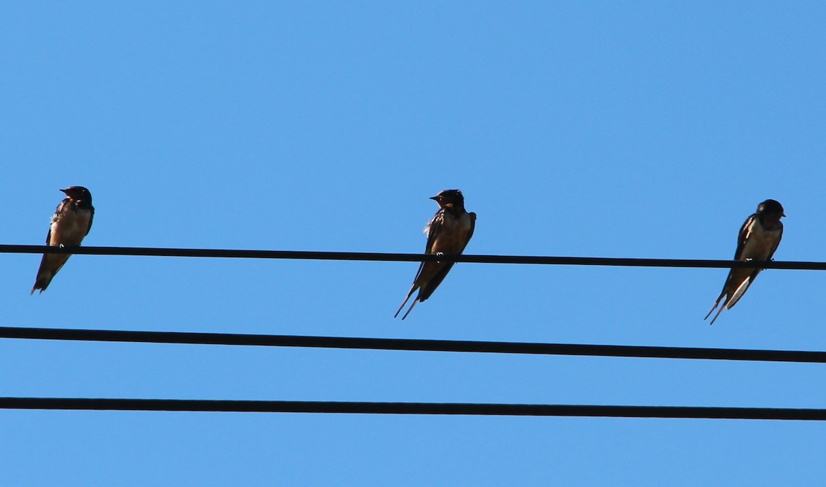 Barn Swallow - Nestor Herrera