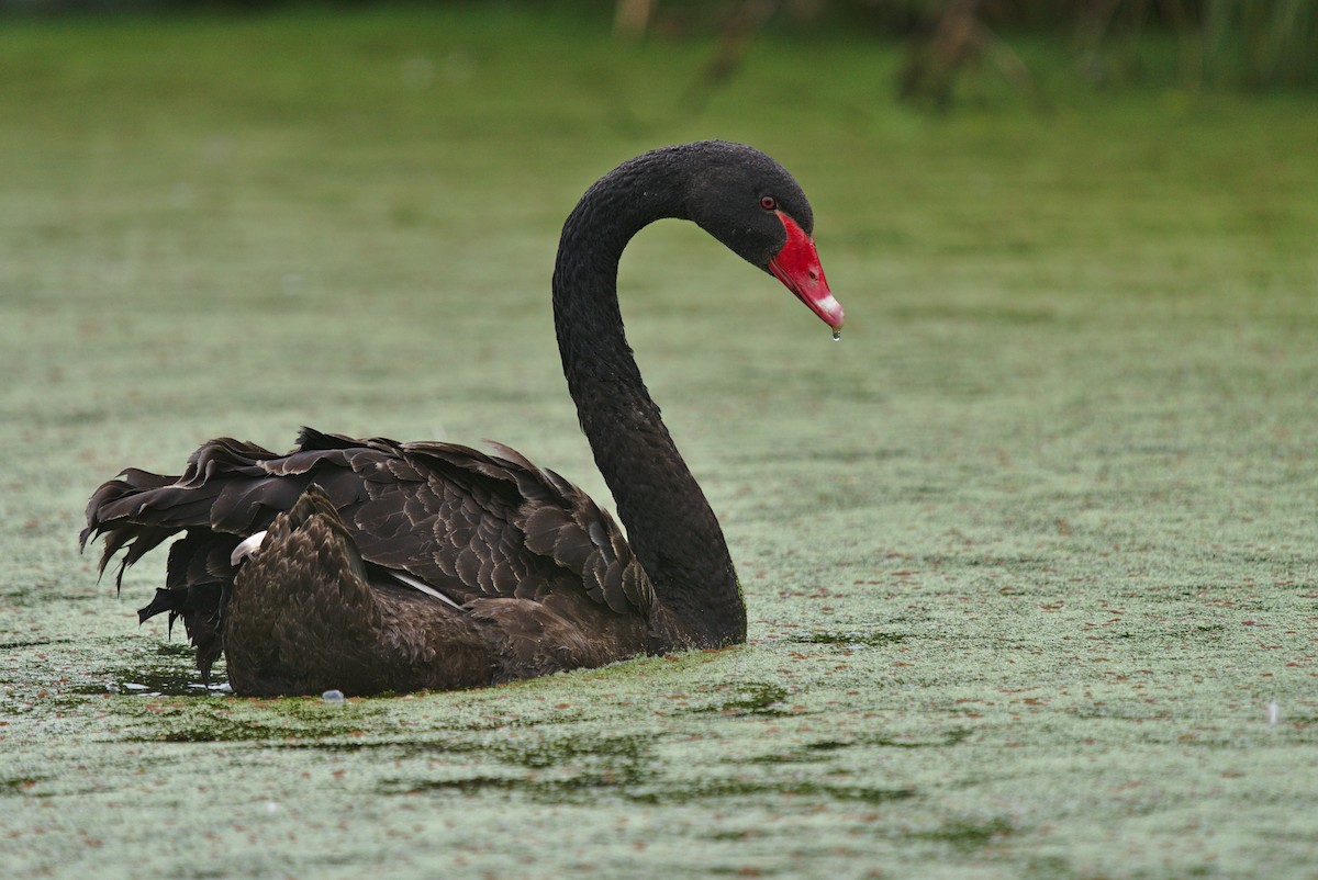 Black Swan - Christopher Tuffley