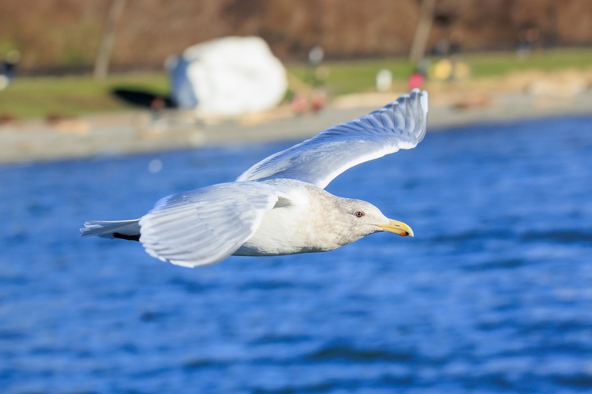 Glaucous-winged Gull - Frank Lin