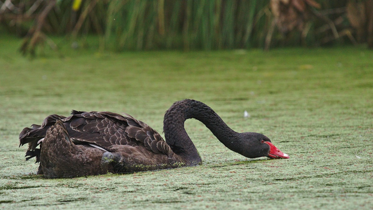 Black Swan - Christopher Tuffley