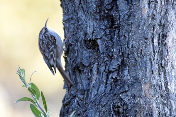 Short-toed Treecreeper - ML41218071