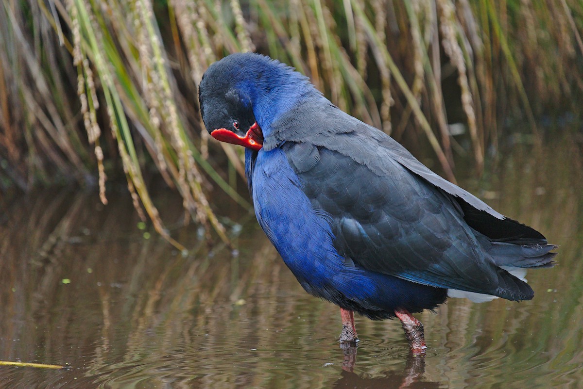 Australasian Swamphen - ML412180781