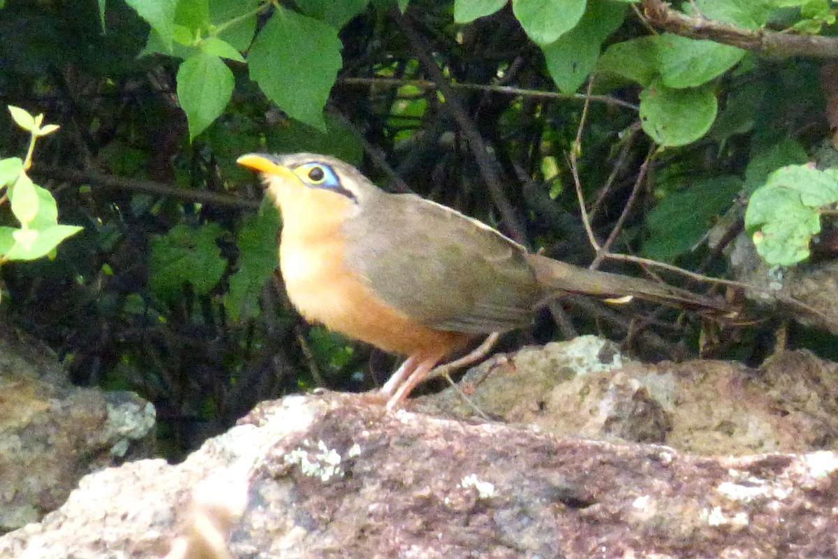 Géocoucou de Lesson - ML41218341