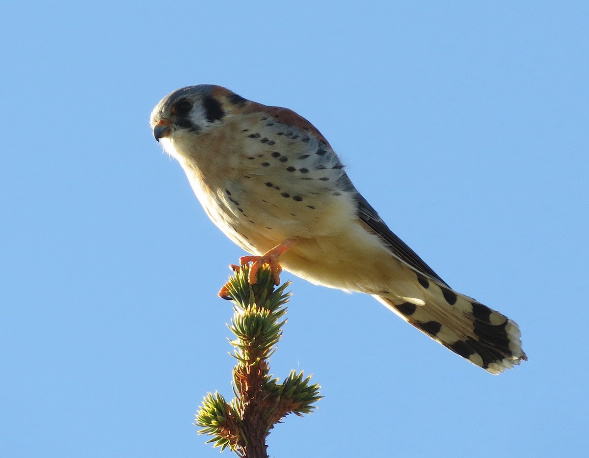 American Kestrel - Jamie Simmons