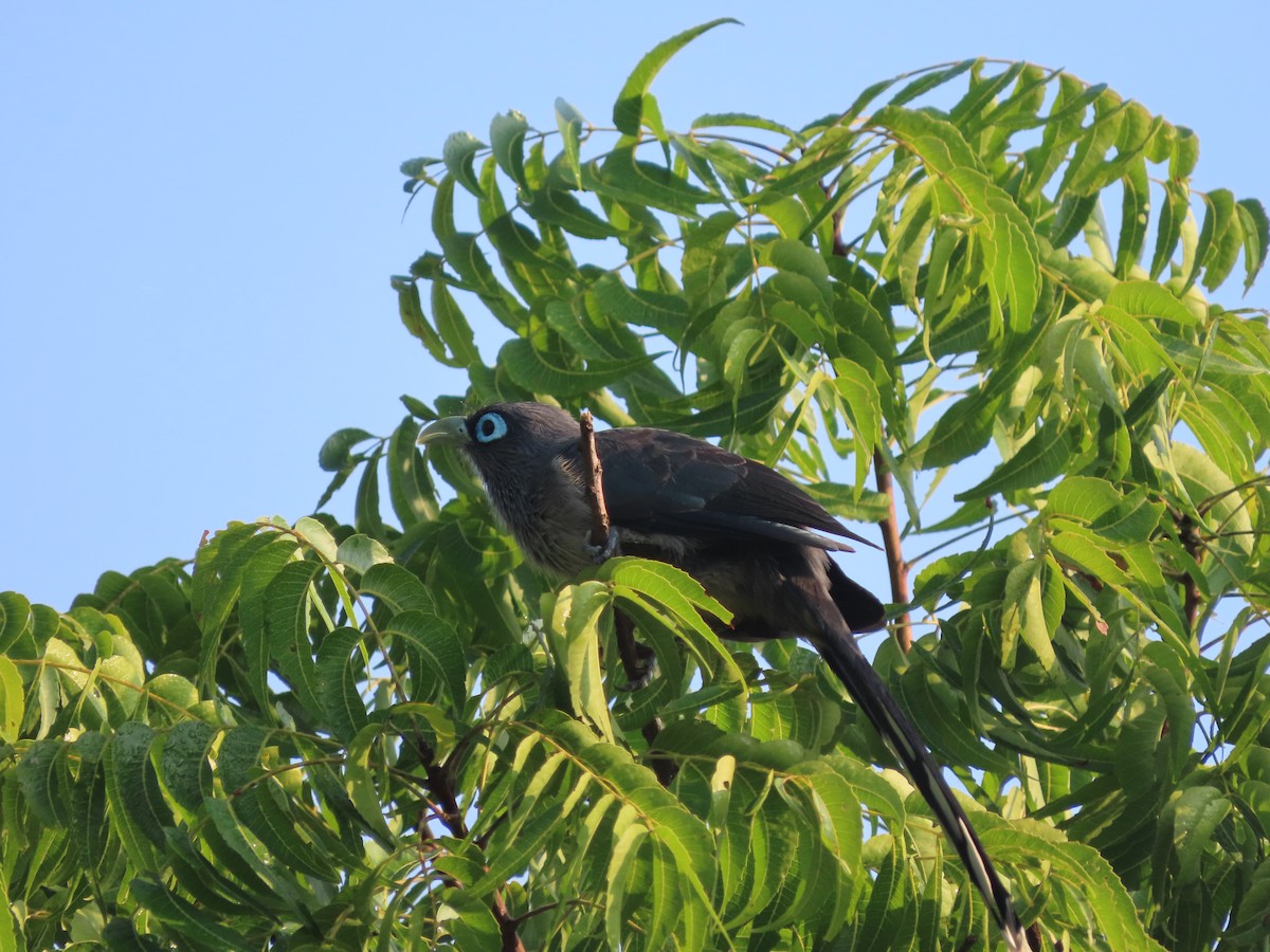 Blue-faced Malkoha - ML412184591