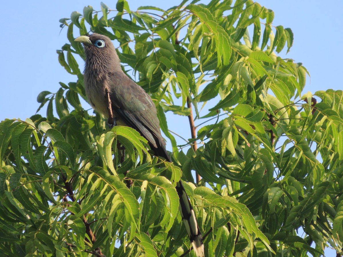 Blue-faced Malkoha - Danidu Geeganage