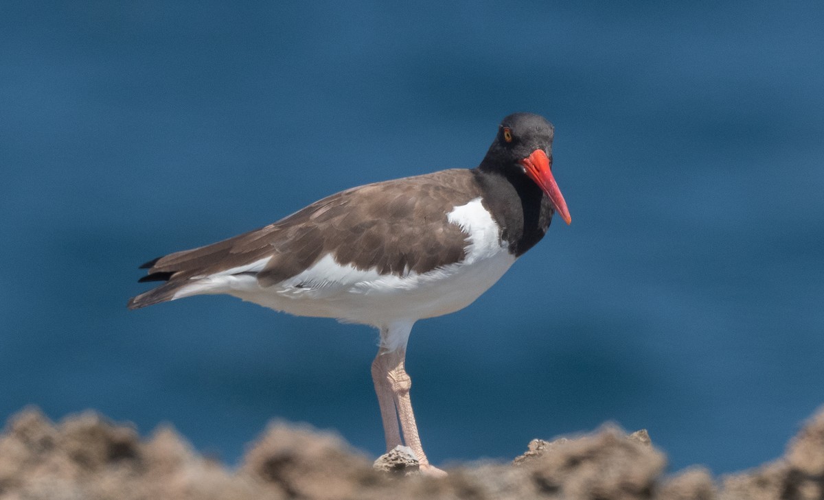 American Oystercatcher - ML412184661