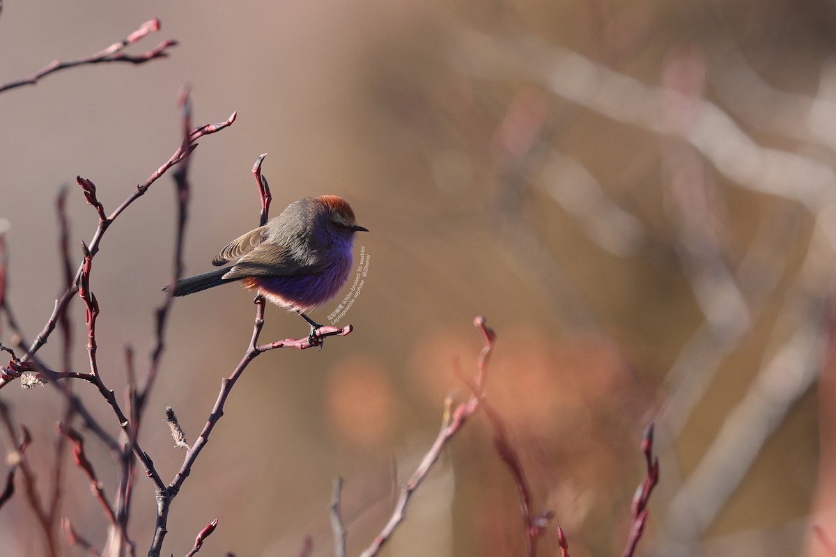 White-browed Tit-Warbler - ML412184721