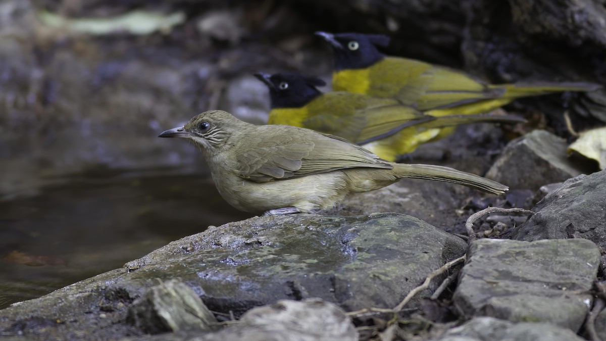 Streak-eared Bulbul - ML412184731