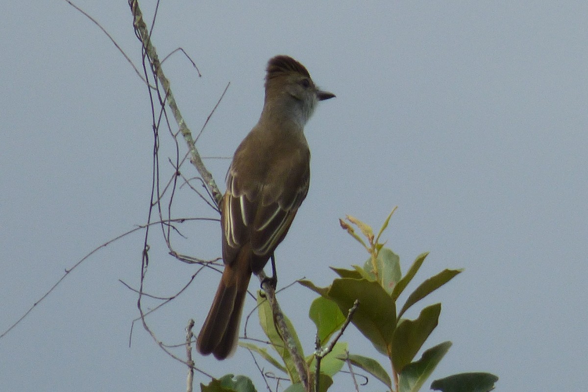 Great Crested Flycatcher - ML41218491