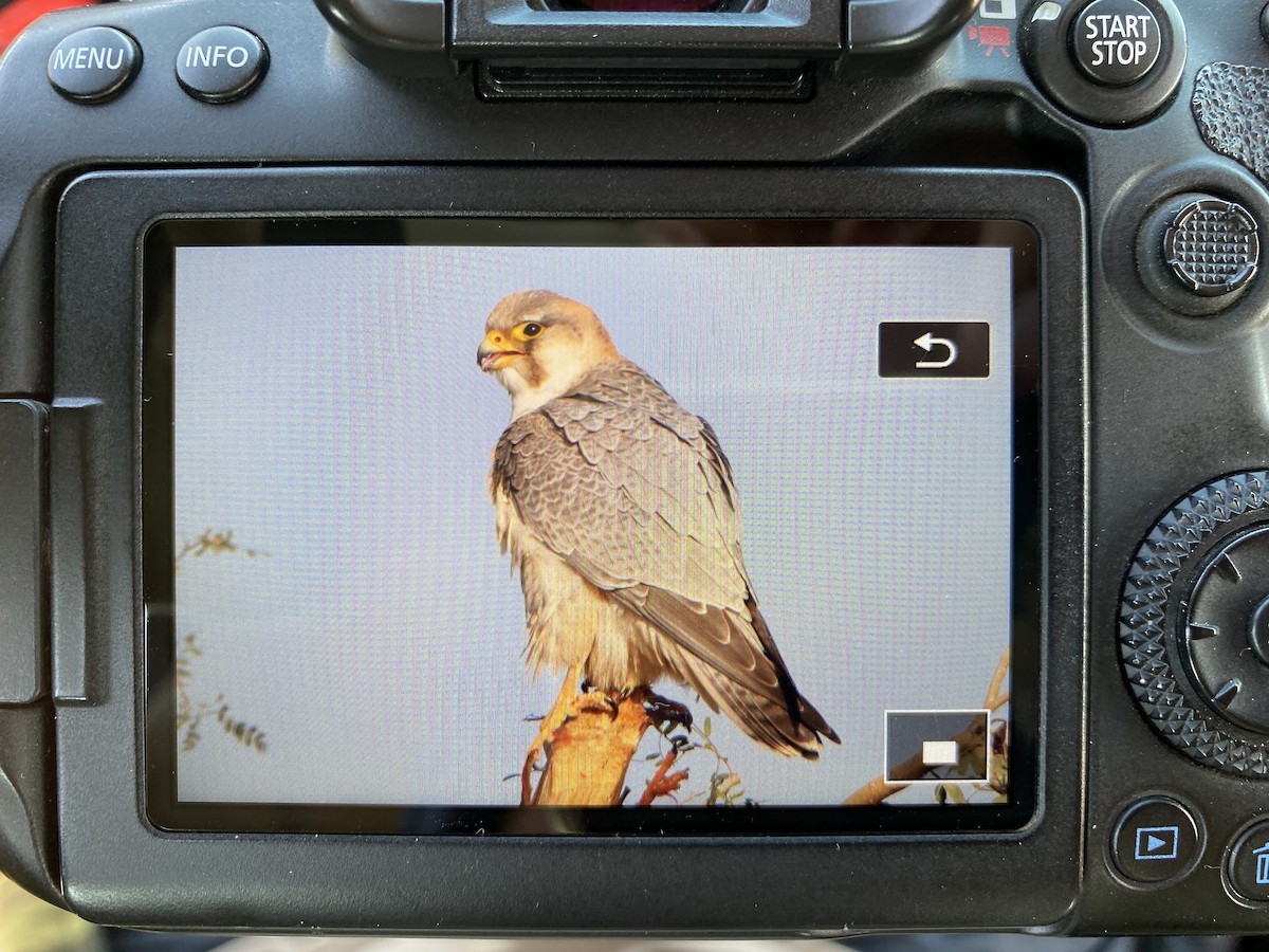 Peregrine Falcon (Red-capped) - ML412184951