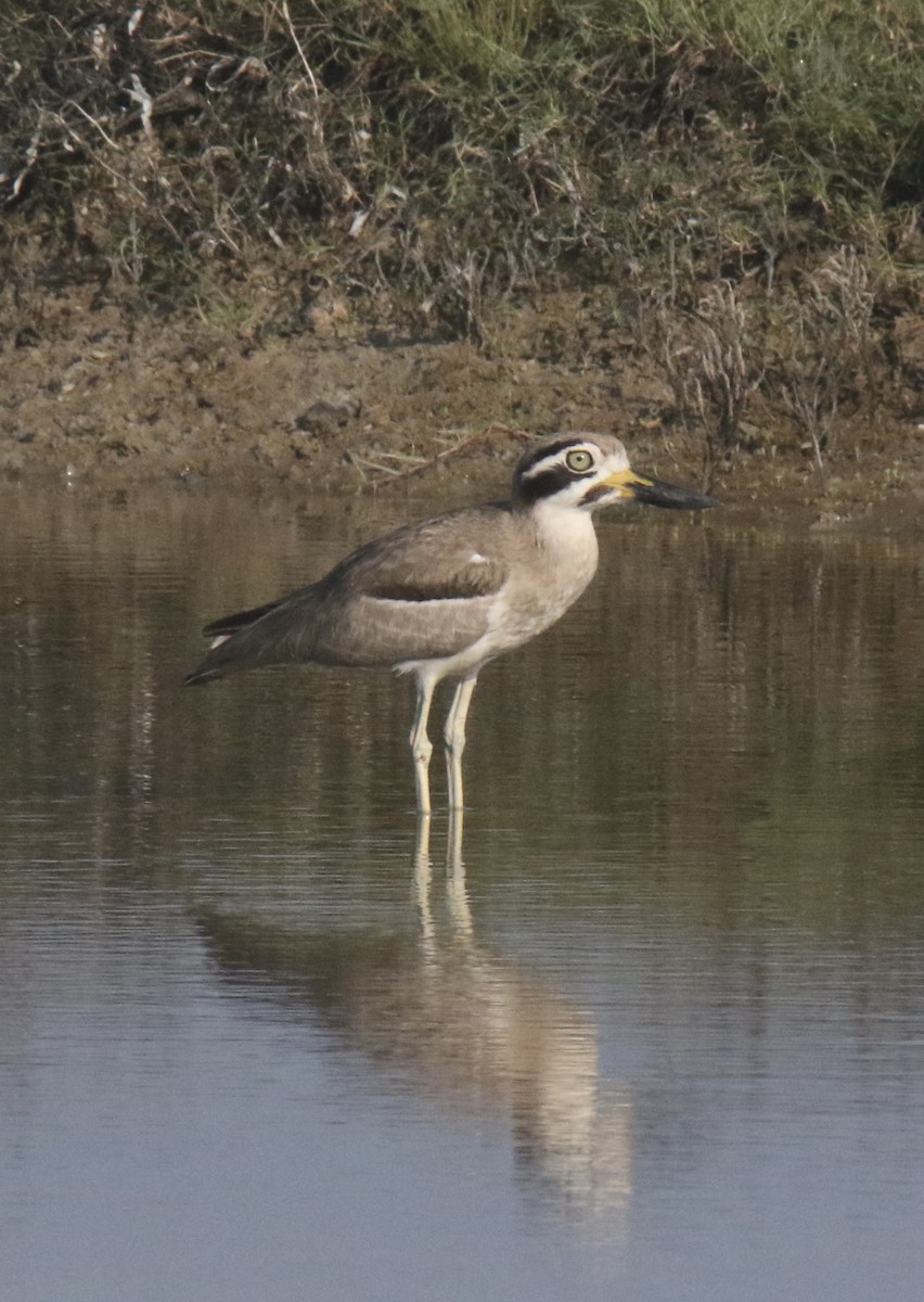 Great Thick-knee - ML412185321