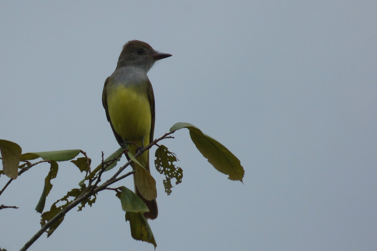 Brown-crested Flycatcher - ML41218541