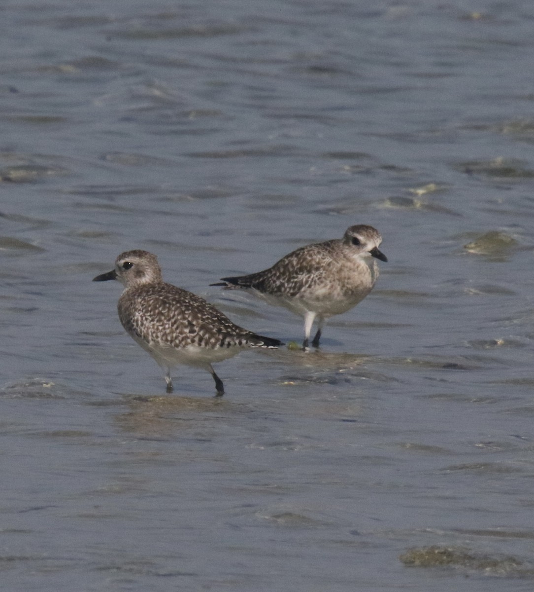 Black-bellied Plover - ML412185811