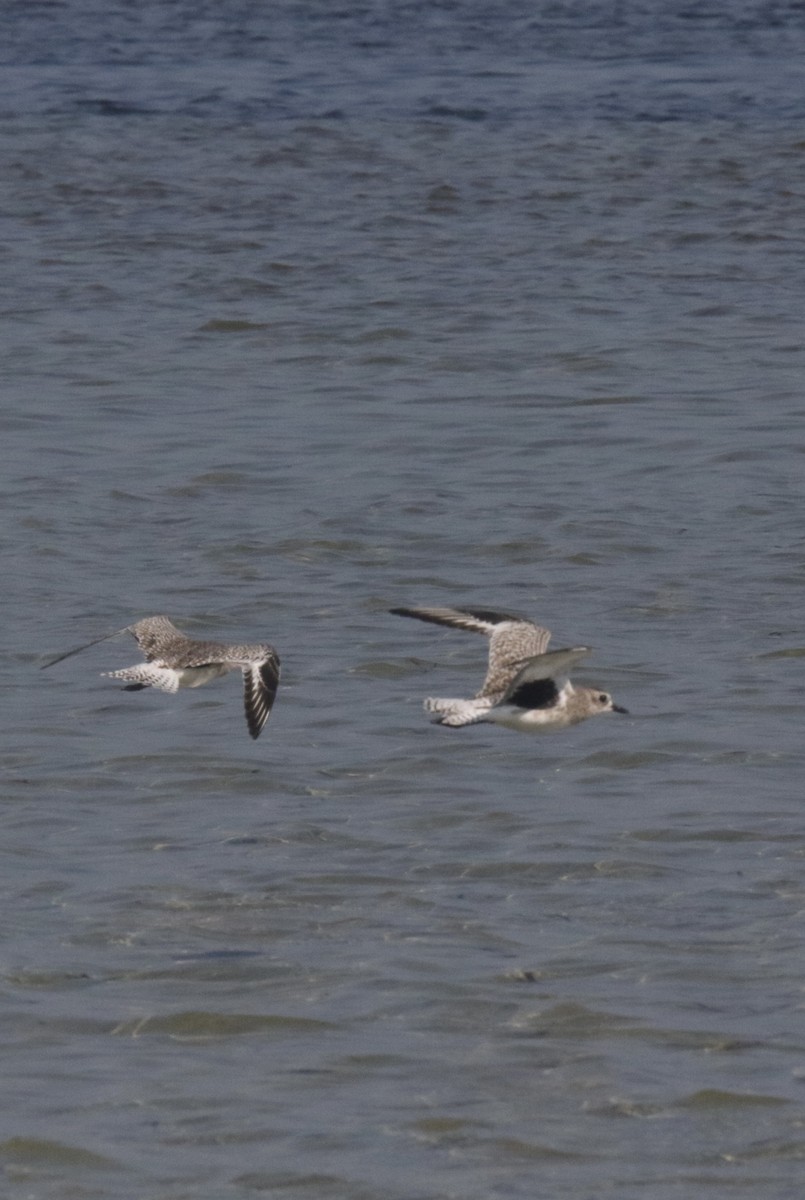 Black-bellied Plover - ML412185821