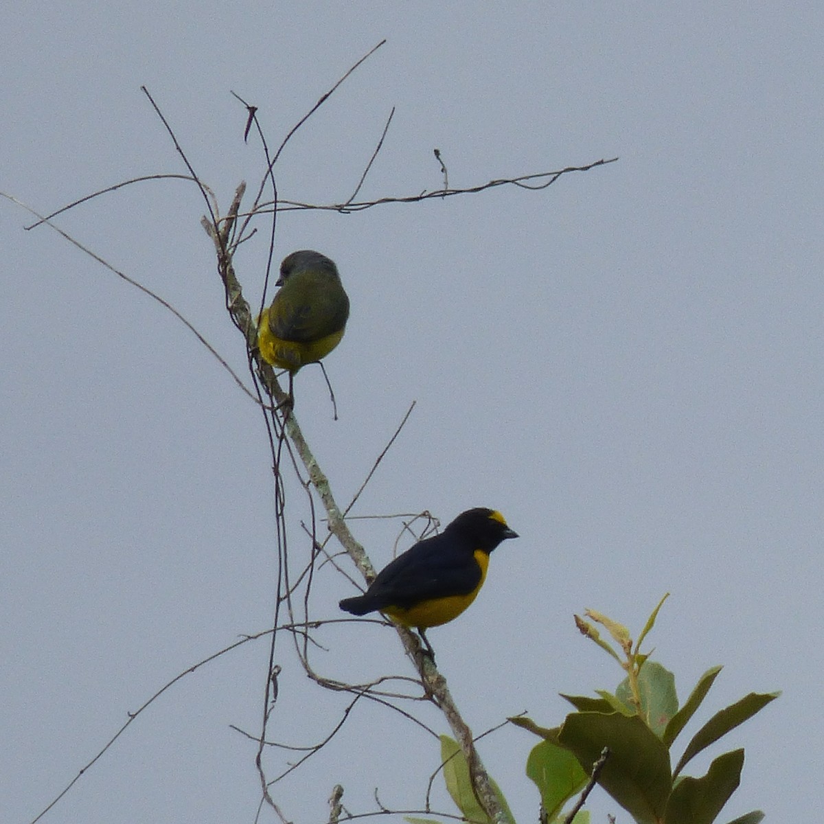 Scrub Euphonia - ML41218611