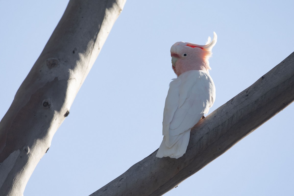Pink Cockatoo - ML412187441