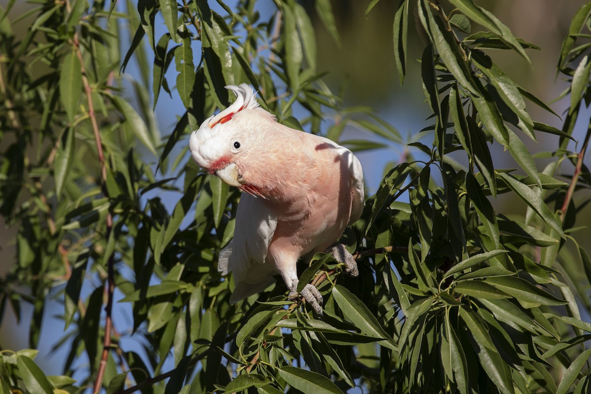 Pink Cockatoo - ML412187461