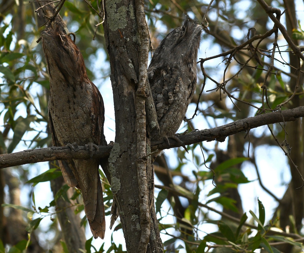 Tawny Frogmouth - Michael Daley