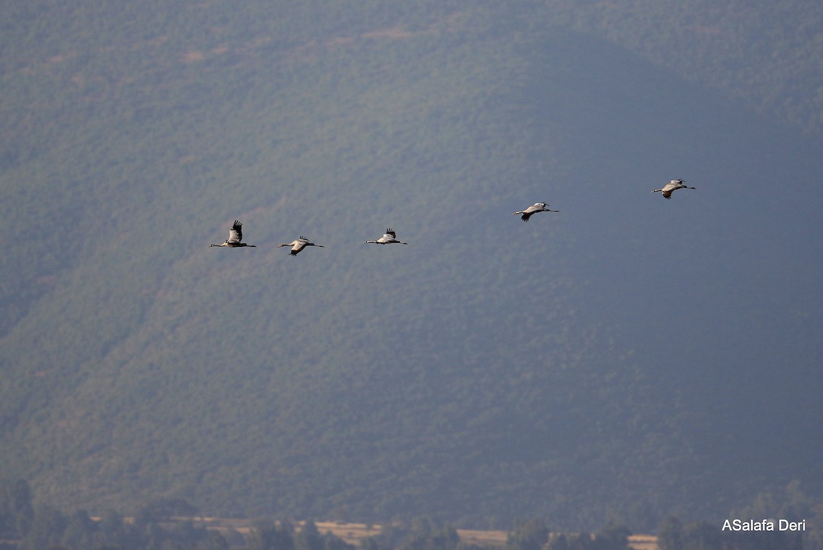 Common Crane - Fanis Theofanopoulos (ASalafa Deri)