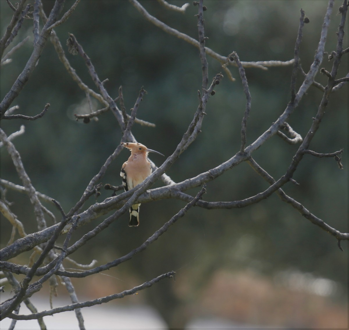 Eurasian Hoopoe - ML412193341